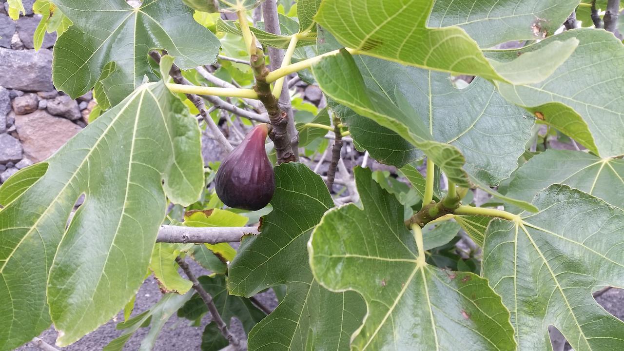 Finca Fajardo La Vegueta Eksteriør billede